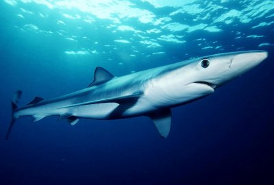 W Portugalii alert po zauważeniu rekinów; przypływają częściej, bo popra...