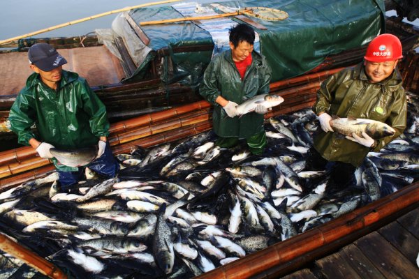 Chiny: Władze badają złowione ryby i owoce morza pod kątem koronawirusa