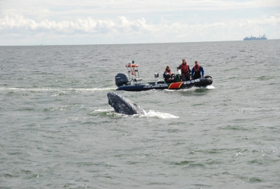Akcja uwalniania wieloryba na Zatoce Gdańskiej [VIDEO]