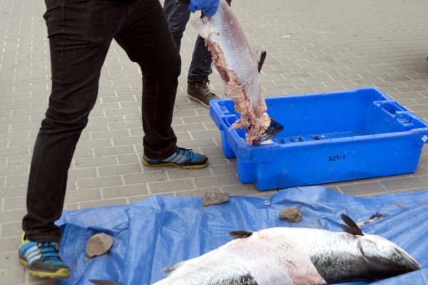 Fatalne wyniki kontroli sklepów i hurtowni rybnych