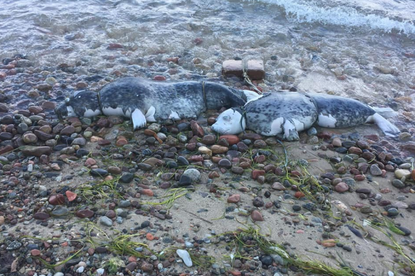 Gdynia: Policja spróbuje ustalić, kto zabił dwie foki znalezione na plaży w Oksywiu