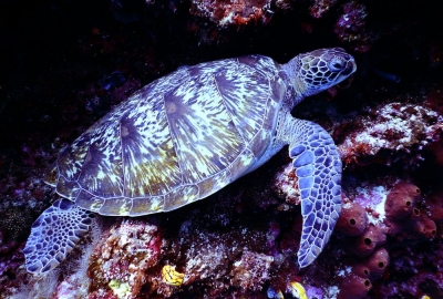 Światowy Dzień Dzikiej Przyrody po raz pierwszy poświęcony życiu pod wodą