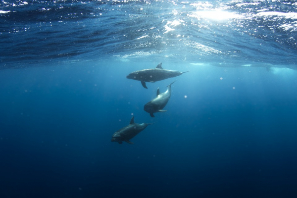 Martwe delfiny na brzegu Oceanu Atlantyckiego