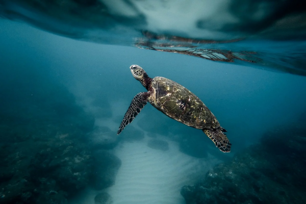 WWF Polska: Ocean umiera? Taki mamy klimat