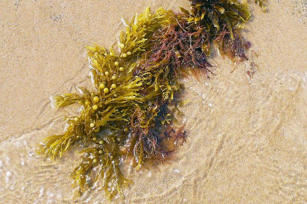 Chleb z alg morskich? W Portugalii nadmiar alg przy plażach pożyteczny dla przedsiębior...