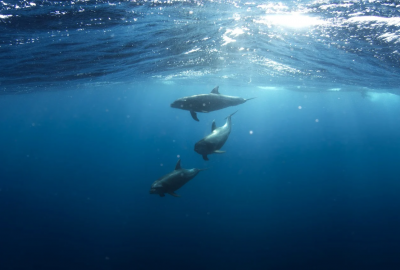 100 waleni i delfinów zmarło w wyniku utknięcia na mieliźnie