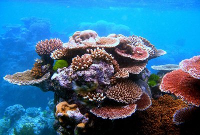 UNESCO: Wielka Rafa Koralowa powinna trafić na listę zagrożonego światowego dziedzictwa...