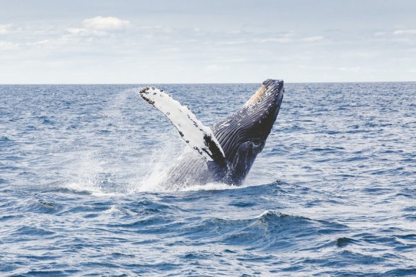 Uśpiono wieloryba, który utknął w Tamizie