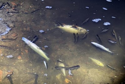 Zatruta rzeka Prosna, setki śniętych ryb
