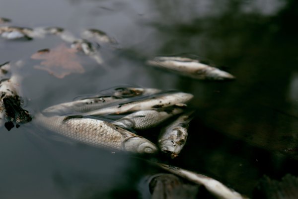 Pomorskie: Blisko 500 kg śniętych ryb w jeziorze Dzierzgoń