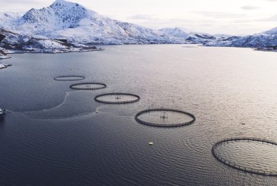 Co najmniej 27 tys. łososi uciekło z hodowli na północy Norwegii