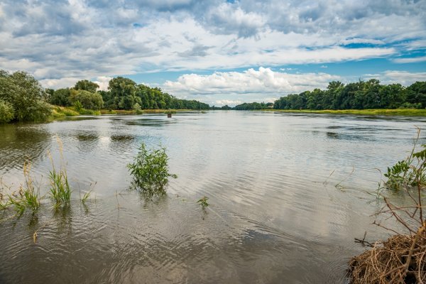 GIOŚ udostępnił interaktywną mapę wyników badań Odry