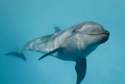 W. Brytania: Zabłąkany delfin pływa po Tamizie w Londynie